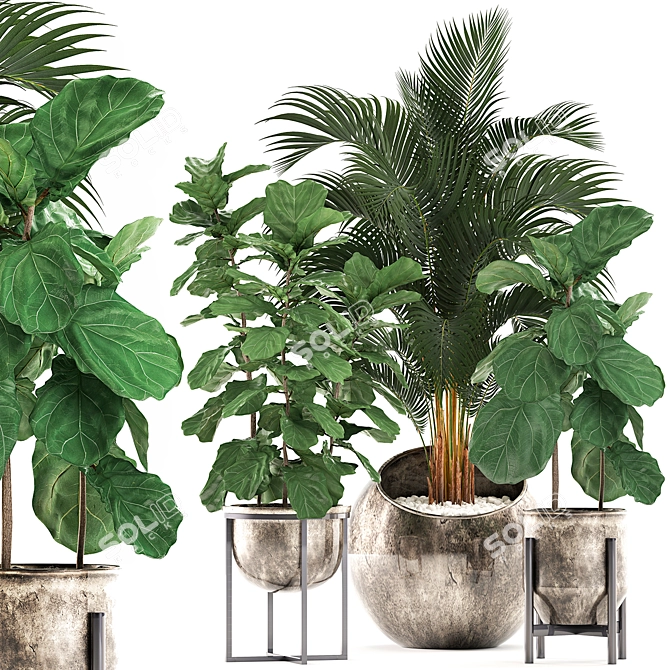 Tropical Plant Collection: Ficus Lyrata, Howea Forsteriana, Kentia, Luxury Indoor Palms 3D model image 1