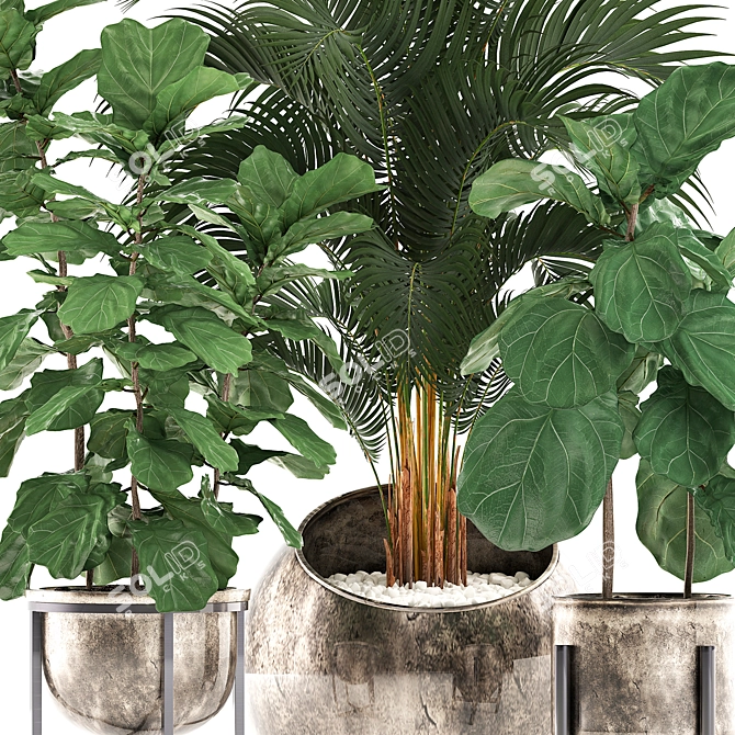 Tropical Plant Collection: Ficus Lyrata, Howea Forsteriana, Kentia, Luxury Indoor Palms 3D model image 2