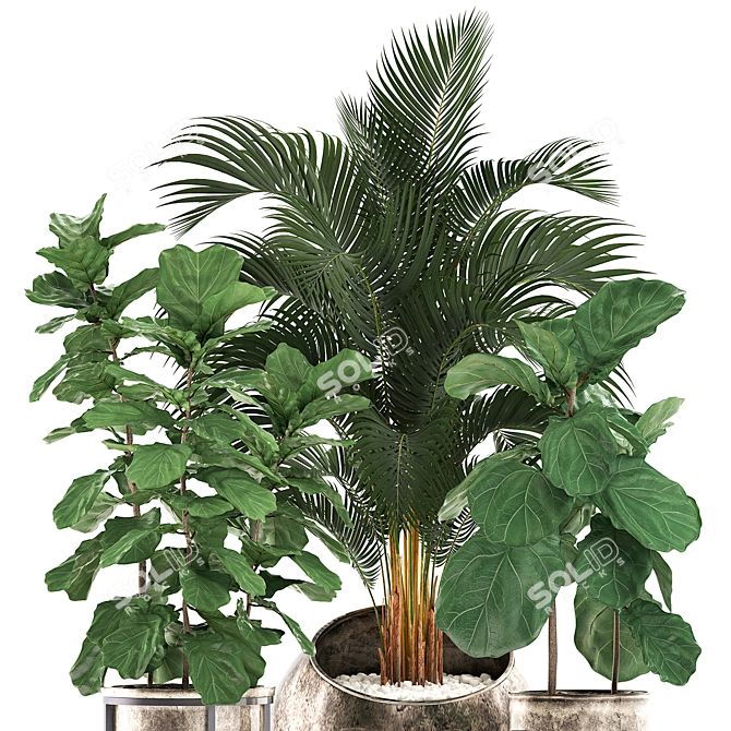 Tropical Plant Collection: Ficus Lyrata, Howea Forsteriana, Kentia, Luxury Indoor Palms 3D model image 3