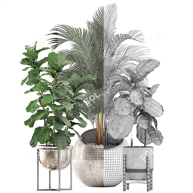 Tropical Plant Collection: Ficus Lyrata, Howea Forsteriana, Kentia, Luxury Indoor Palms 3D model image 4