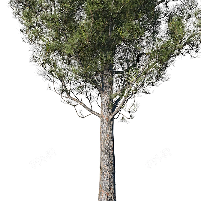 Realistic High Poly Pine Tree 3D model image 2