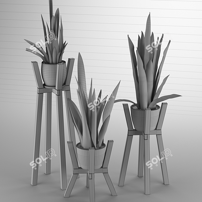 Modern Sansevieria Plant: 3D Model for 3Ds Max 3D model image 4
