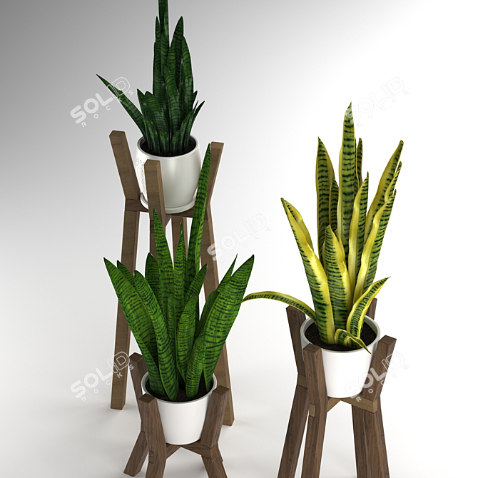 Modern Sansevieria Plant: 3D Model for 3Ds Max 3D model image 5