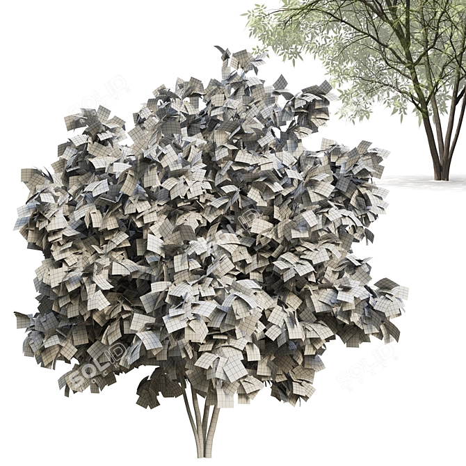 Elegant Ash Tree - Natural Beauty 3D model image 2