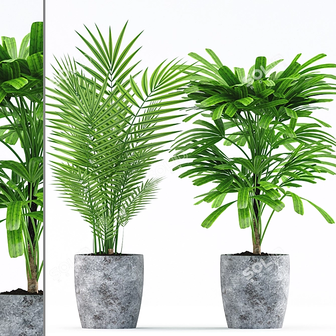 Rhapis Palm with Concrete Pot - Plants 183 3D model image 1