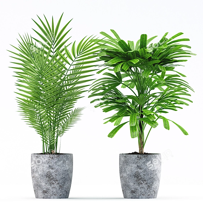 Rhapis Palm with Concrete Pot - Plants 183 3D model image 2