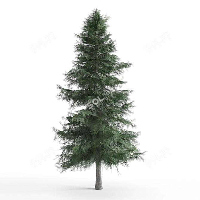 Alaska Cedar - Beautiful Evergreen Tree 3D model image 1