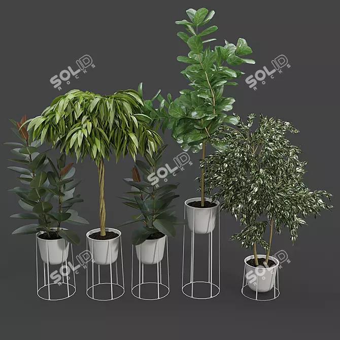 Contemporary Ficus Set with White Wire Base 3D model image 1