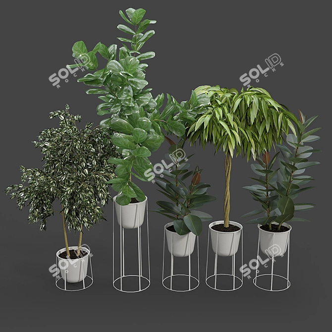 Contemporary Ficus Set with White Wire Base 3D model image 2