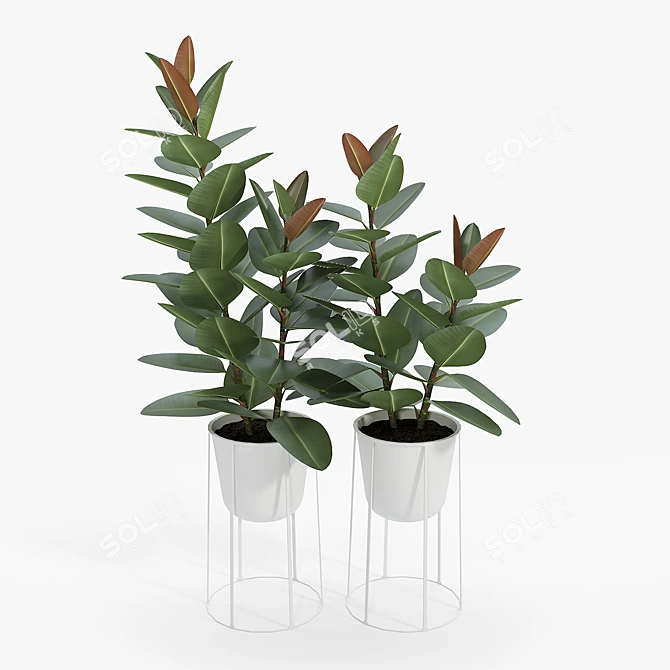 Contemporary Ficus Set with White Wire Base 3D model image 3