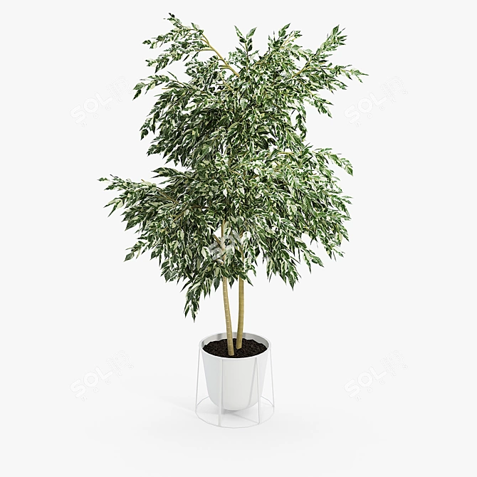 Contemporary Ficus Set with White Wire Base 3D model image 4