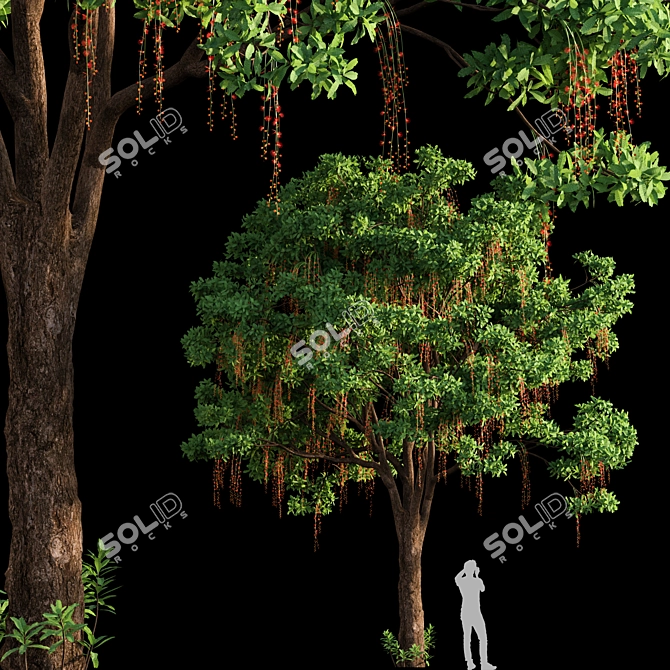 Barringtonia Acutangula Tropical 3D Tree 3D model image 1