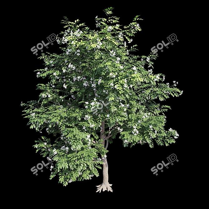 Exotic Evergreen Murraya Tree 3D model image 1