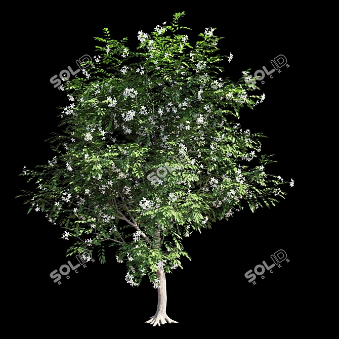 Exotic Evergreen Murraya Tree 3D model image 2