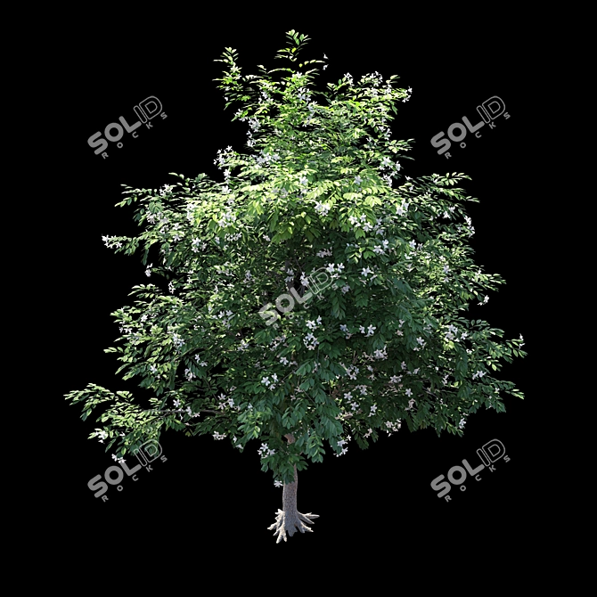 Exotic Evergreen Murraya Tree 3D model image 3