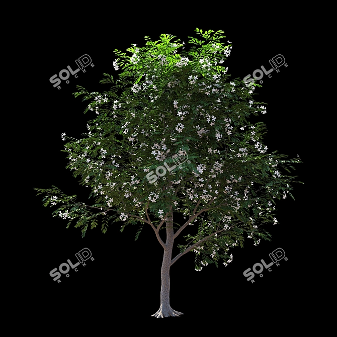 Exotic Evergreen Murraya Tree 3D model image 4