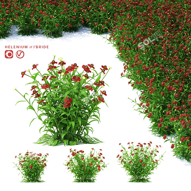 Title: Vibrant Gelenium Hybrid Flowers 3D model image 1