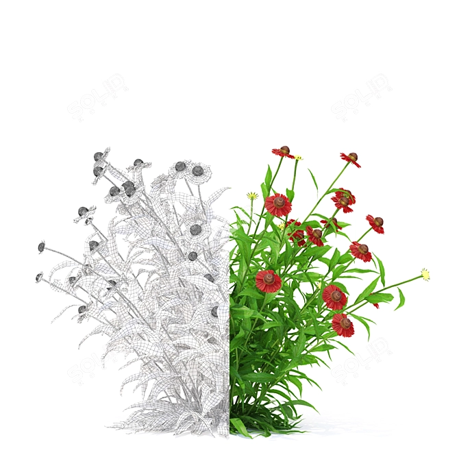 Title: Vibrant Gelenium Hybrid Flowers 3D model image 2