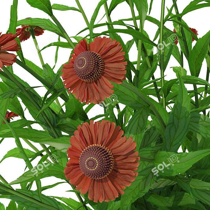 Title: Vibrant Gelenium Hybrid Flowers 3D model image 4