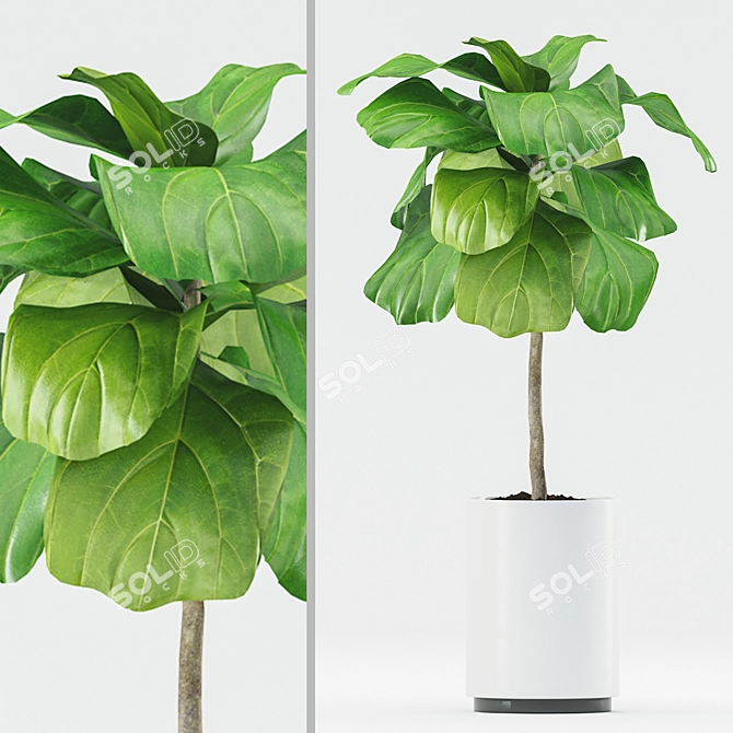 Ficus Lyrata with Ceramic Pot 3D model image 1