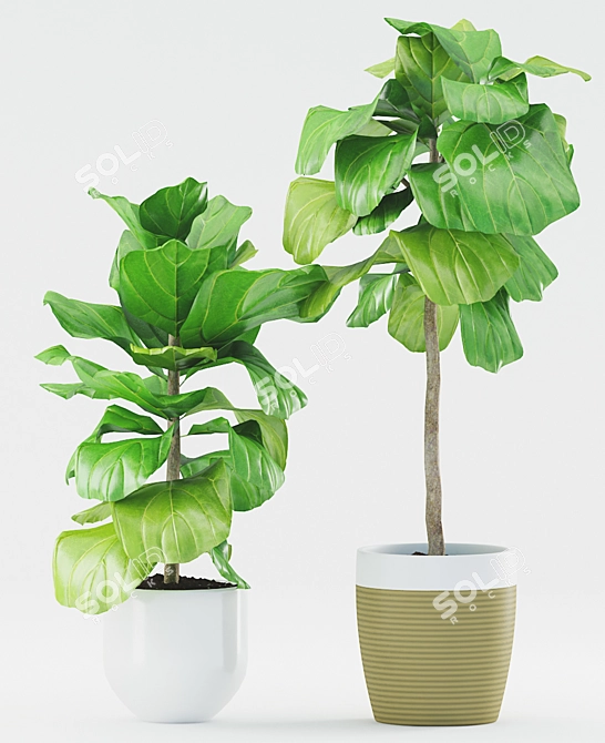 Stunning Ficus Lyrata: Ceramic Pot 3D model image 2