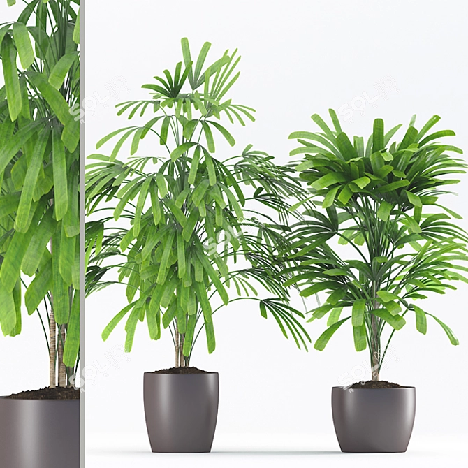 Beautiful Rhapis Palm with Ceramic Pot 3D model image 1