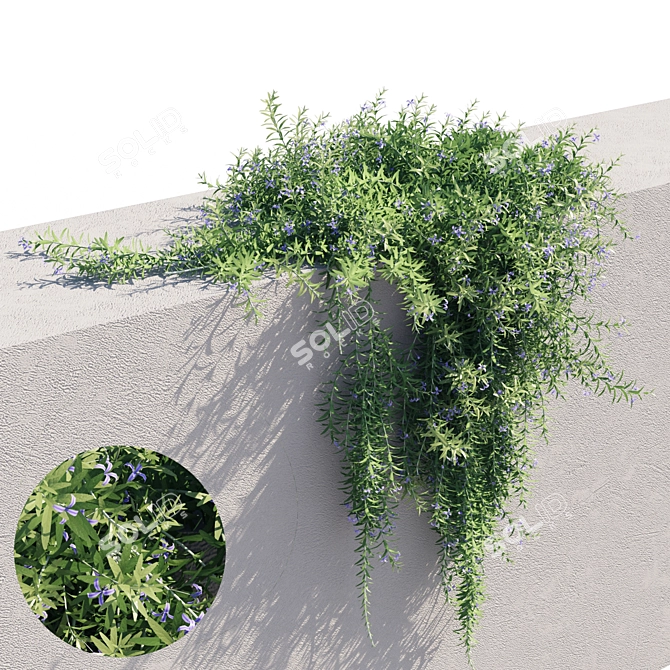 Rosemary 2 - Versatile, High-Quality Object 3D model image 3