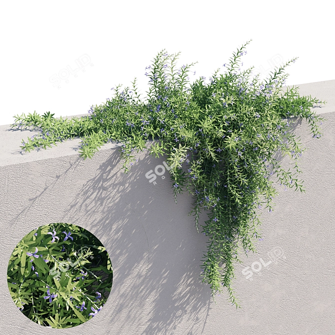 Rosemary 2 - Versatile, High-Quality Object 3D model image 4