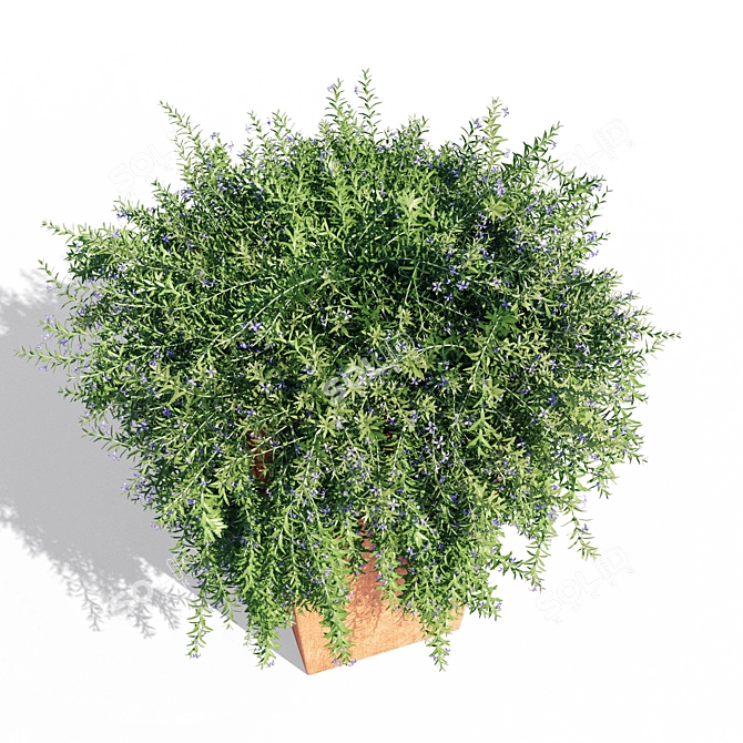 1.1m Rosemary Pot 3D model image 3