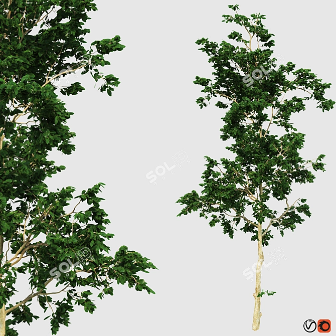 Versatile Four Seasons Trees 3D model image 2