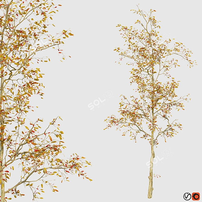 Versatile Four Seasons Trees 3D model image 4