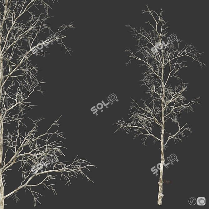 Versatile Four Seasons Trees 3D model image 5