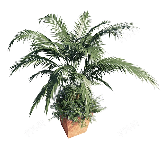 Tropical Elegance: Kentia Palm 3D model image 2