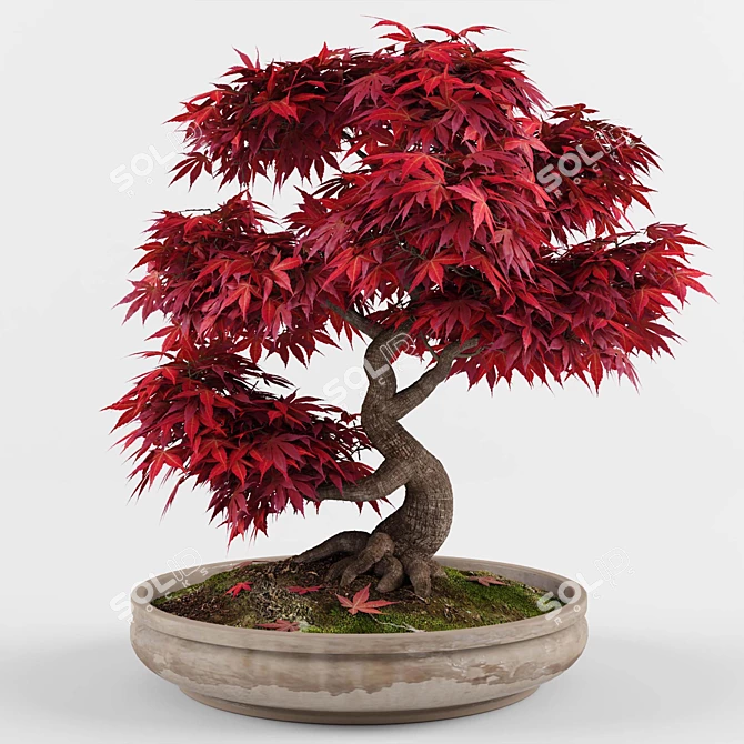 Miniature Japanese Maple Bonsai Tree 3D model image 1