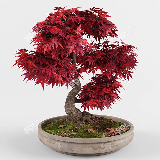 Miniature Japanese Maple Bonsai Tree 3D model image 3