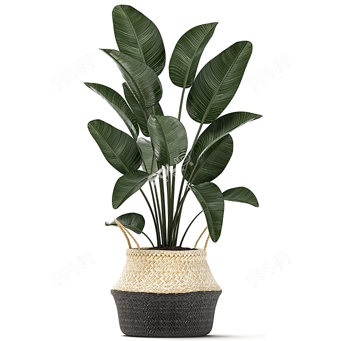 Exotic Indoor Plant Collection 3D model image 2