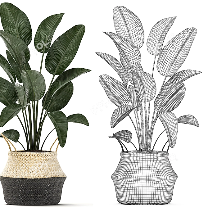 Exotic Indoor Plant Collection 3D model image 5