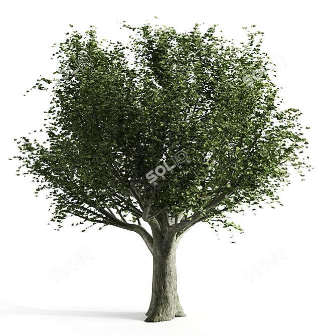 Beech Spring Tree: Premium Quality 3D model image 1