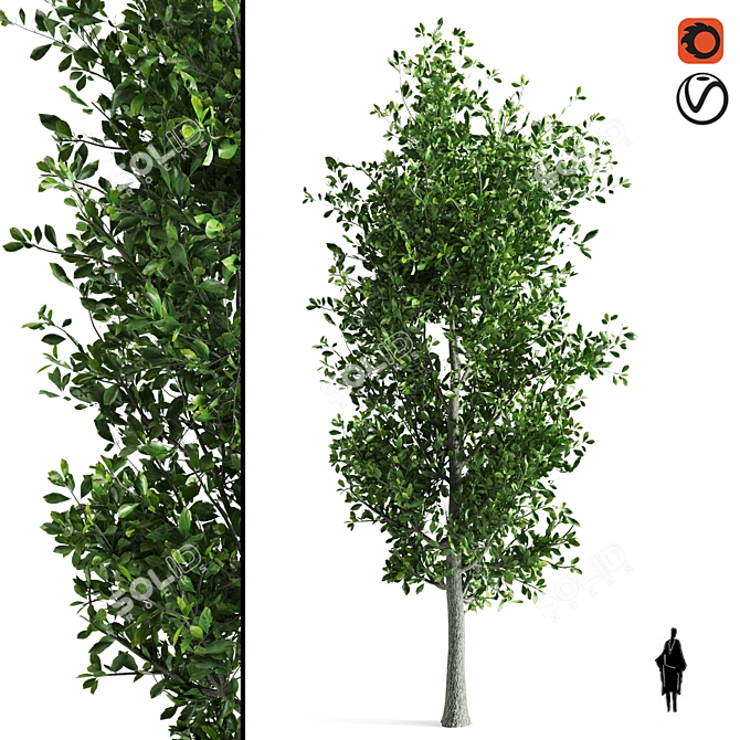 Sorrel Tree: Natural Beauty for Your Space 3D model image 1