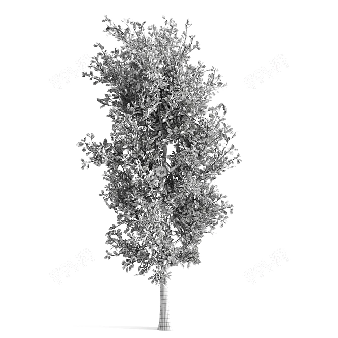 Sorrel Tree: Natural Beauty for Your Space 3D model image 3