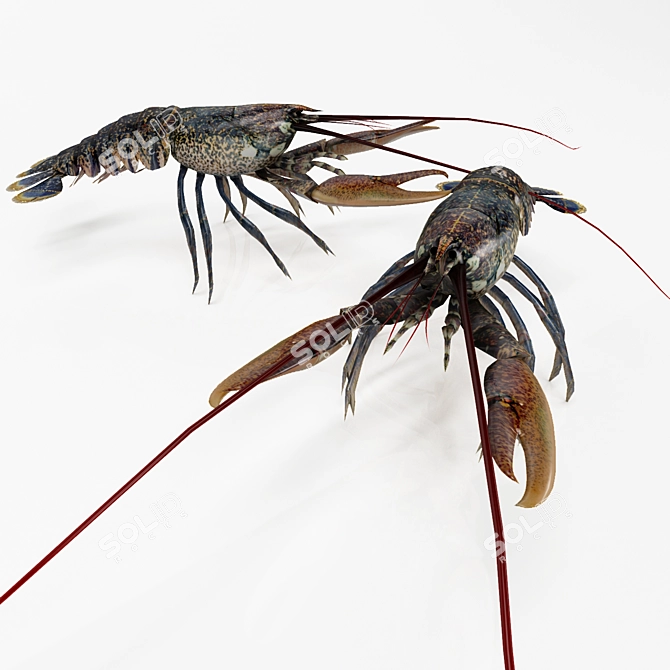 Delicious Lobster - 3D Model 3D model image 1