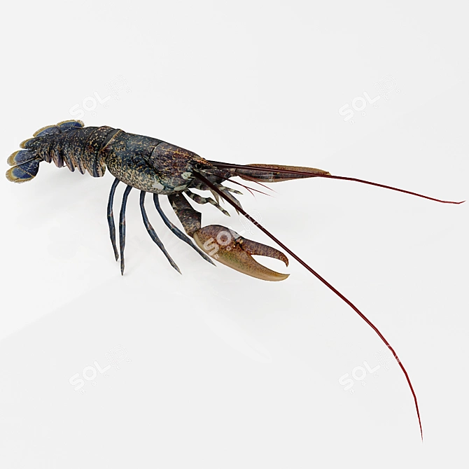 Delicious Lobster - 3D Model 3D model image 2