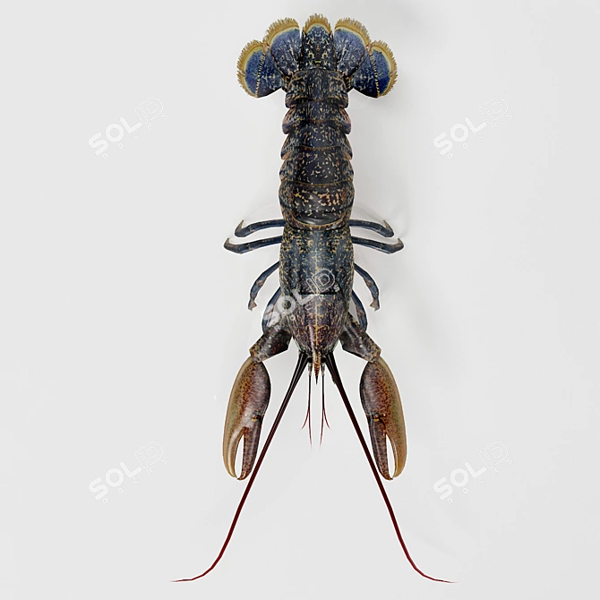 Delicious Lobster - 3D Model 3D model image 3