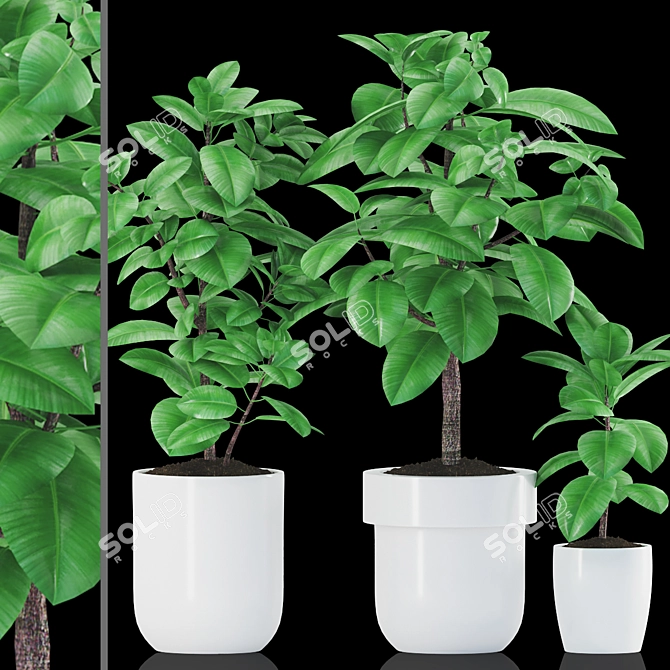 Rubber Plants in Ceramic Pot 3D model image 3