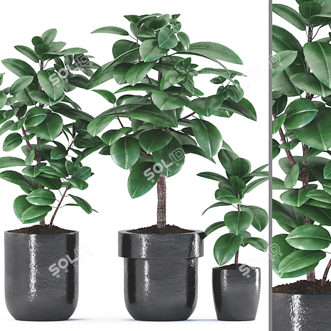 Rubber Plants in Black Pot 3D model image 1