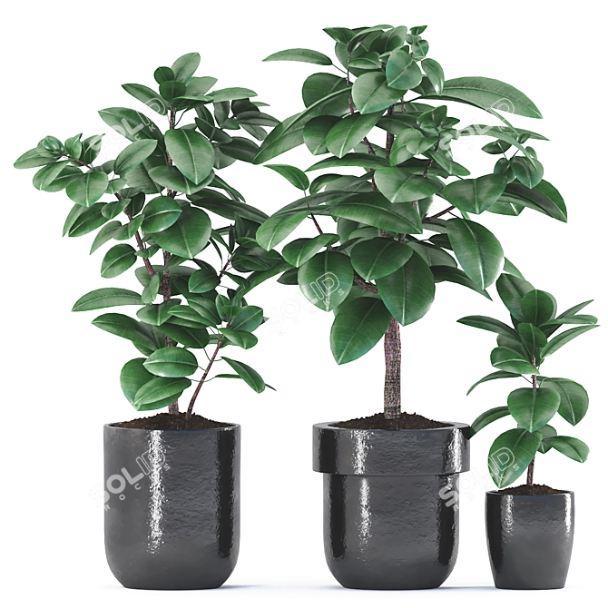 Rubber Plants in Black Pot 3D model image 2