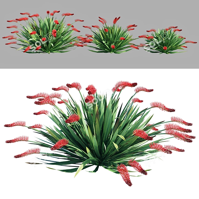 Exquisite Poor Knights Lilly Sculpture 3D model image 1