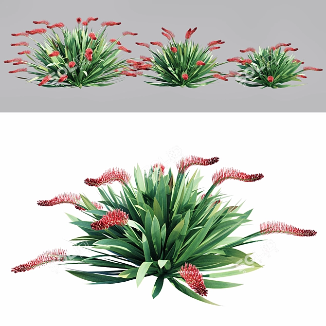 Exquisite Poor Knights Lilly Sculpture 3D model image 3