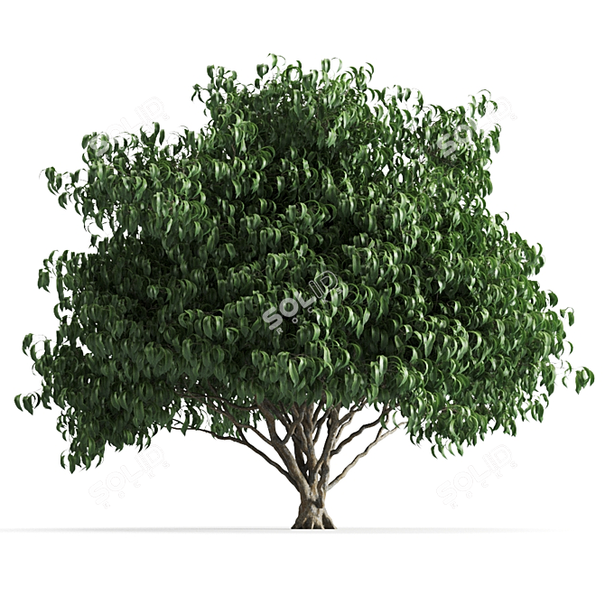 Lush Green Plant 58C 3D model image 1