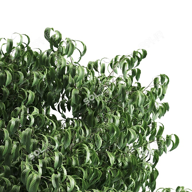 Lush Green Plant 58C 3D model image 2